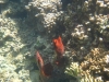 id-sw_2014-12-22-IMG_0008