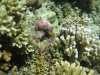 id-sw_2014-12-23-IMG_0013