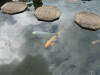 id-sw_2015-01-06-P1100217