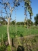 my_2015-12-25-P1120250