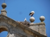 es_2015-05-24_P1020258