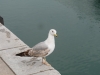 es_2015-05-29_P1020695