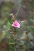 id-bo-2017-12-30-DSC_0032