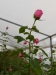 mx_2018-12-26_P1060185