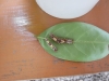 bz_2019-01-03_P1060420