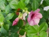 bz_2019-01-04_P1060449