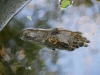gt_2020-01-08_P1080411