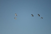 gt_2020-01-10_DSC_2477