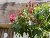 gt_2020-01-12_P1080516