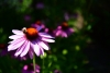 pt-2021-07-07-DSC_3861