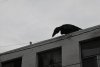 us-ca-2022-12-17-DSC6211