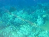P1090219