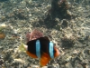 id-sw_2014-12-22-IMG_0125
